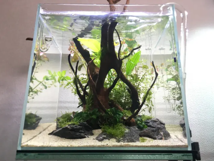 30 キューブ水槽の簡単レイアウト Aquarium Blog