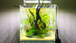 30 キューブ水槽の簡単レイアウト Aquarium Blog