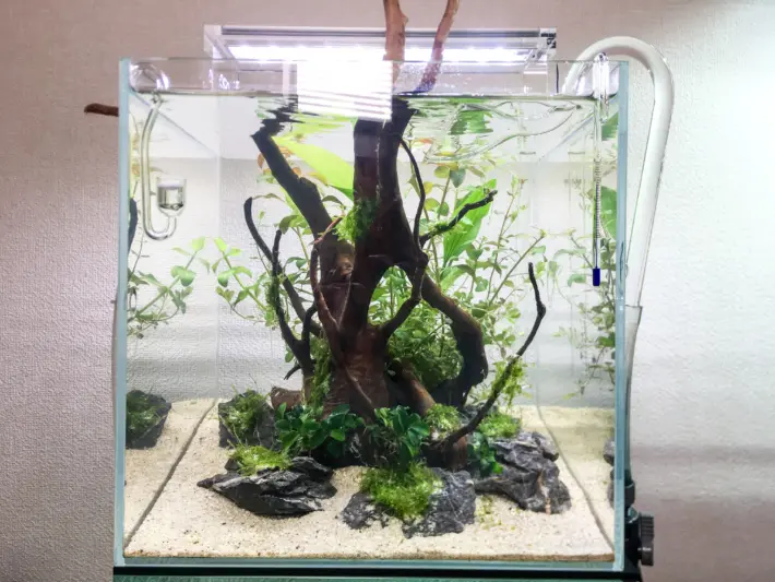 30㎝キューブ水槽の簡単レイアウト① - Aquarium Blog