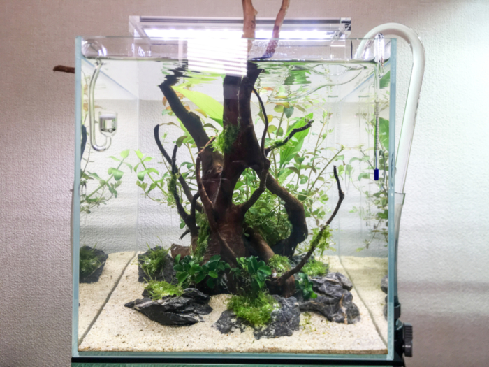 30 キューブ水槽の簡単レイアウト Aquarium Blog