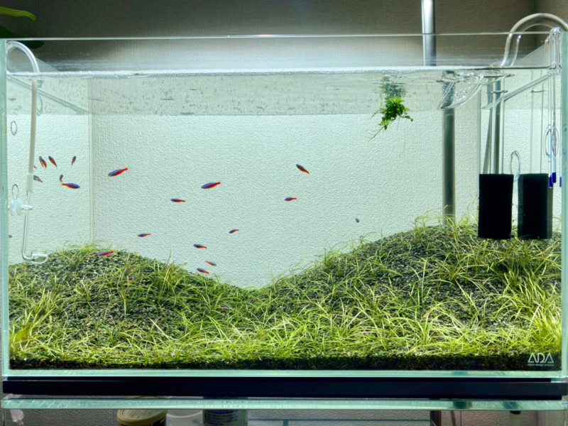 Ada ライトスクリーン60 レビュー Aquarium Blog