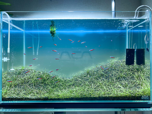 ADA ライトスクリーン60 レビュー！ - Aquarium Blog