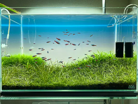 p*8様 ☆　エキノドルス ホレマニー ブロードリーフ　　★　水槽　水草 エキノドルス - 熱帯魚・水草 ナチュラ