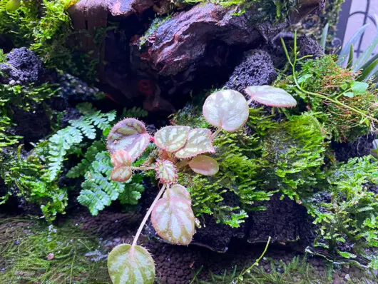 Begonia/luzonensis（ベゴニア ルゾネンシス）の育成と花の紹介