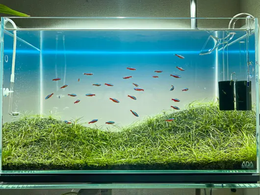 水草・前景草【エキノドロス・テネルス】の育成にっき④ラスト