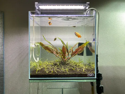 ライトスクリーン30 レビュー！ - Aquarium Blog