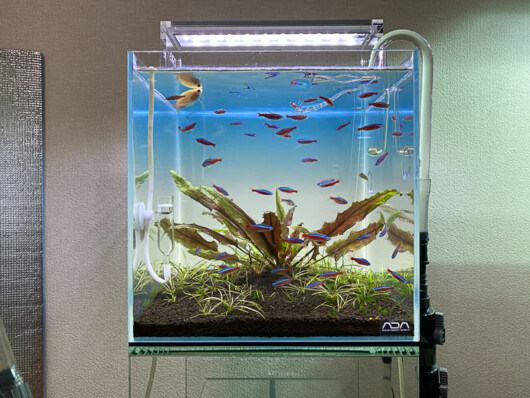 ライトスクリーン30 レビュー！ - Aquarium Blog