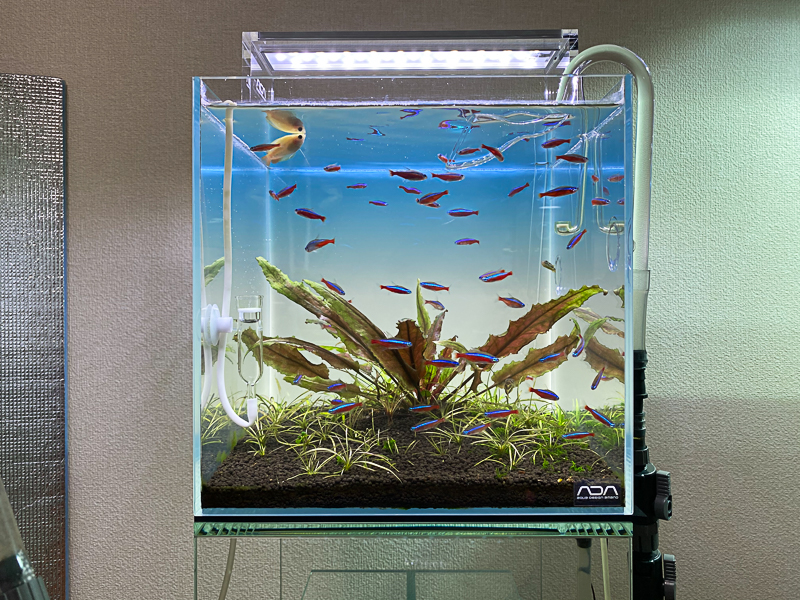 ライトスクリーン30 レビュー Aquarium Blog