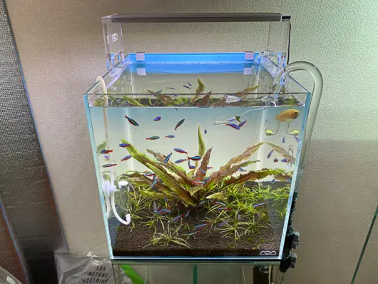 ライトスクリーン30 レビュー！ - Aquarium Blog