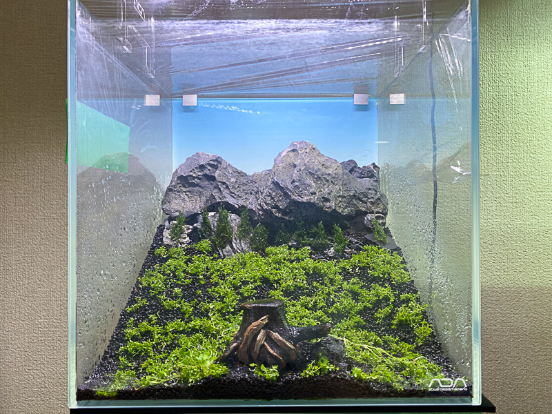 山岳レイアウトミスト式30 キューブ水槽 傾斜角度50度 キューバパールグラス育成編 Aquarium Blog