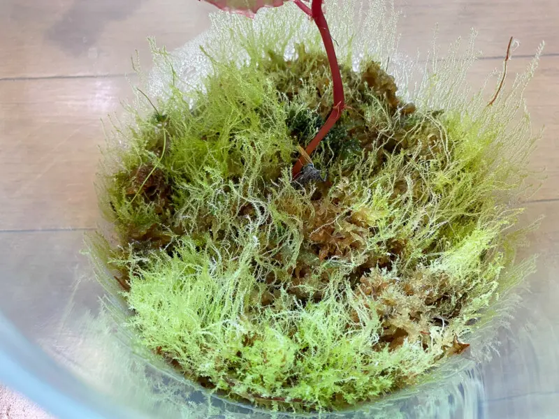 ガラスポット シズク レビュー(DOOA GLASS POT SHIZUKU