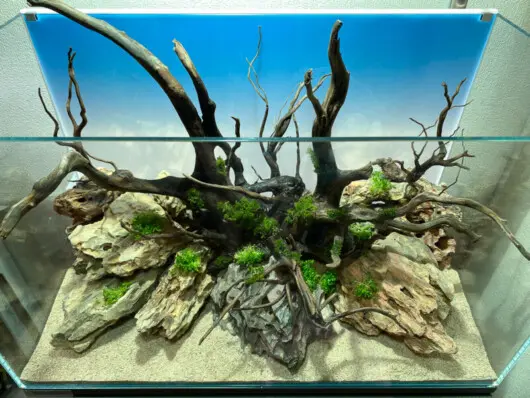 森レイアウト 60㎝水槽で癒しの森を製作（レイアウト編） - Aquarium Blog