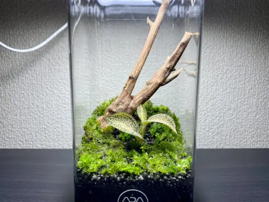 ADA LAB ガラスポットKAKU W10×D10×H20かんたんミニパルダ作り