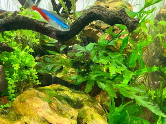 森レイアウト 60㎝水槽で癒しの森を製作(水草編) - Aquarium Blog 森レイアウト 60㎝水槽で癒しの森を製作(水草編) - Aquarium Blog