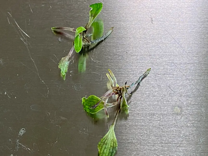 レパンテスカロディクティオン流木群生レイアウト レパンテスカロディクティオン流木群生レイアウト JUNGLE PLANTS