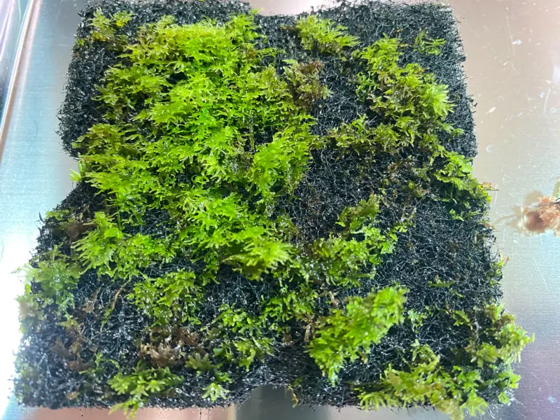 ガラスポットKAKU パルダリウムレイアウト 絡み合う流木編 - Aquarium Blog