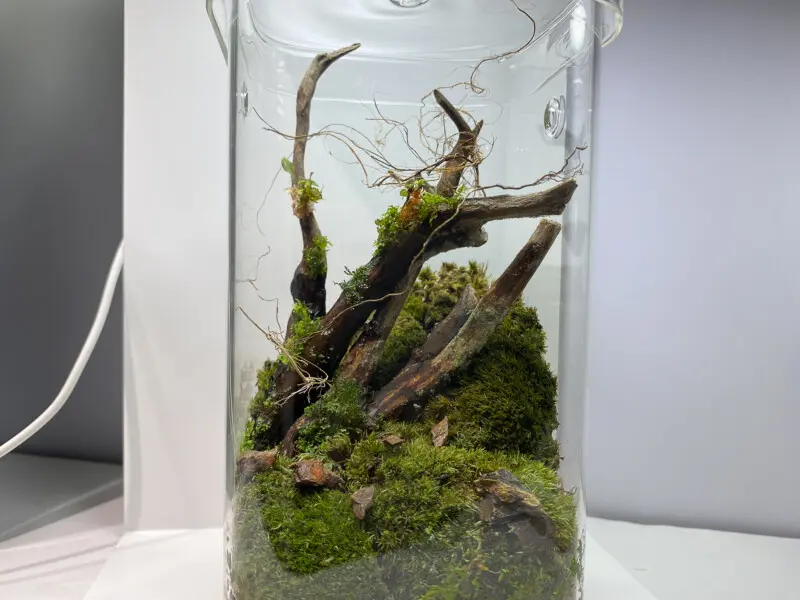 希少】アクアリウム・パルダリウム向け 特大サイズ皮流木 約60cm