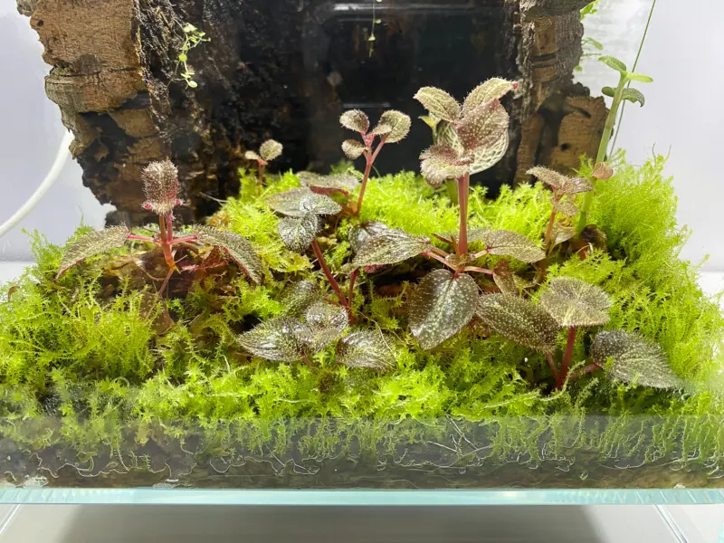 ada 刺々し DOOA ネオグラスエア 20×20×35 水槽セット