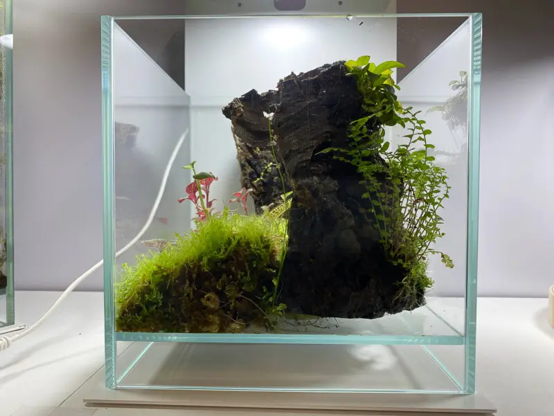 dooa ネオグラス エア20㎝キューブ ミニパルダリウム 幹リバーシブルレイアウト - Aquarium Blog