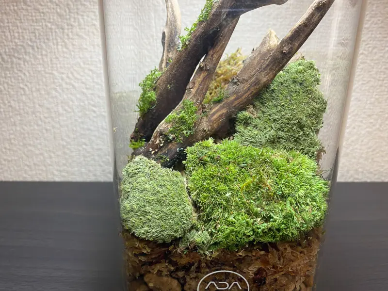 ガラスポットKAKU パルダリウムレイアウト 絡み合う流木編 - Aquarium Blog