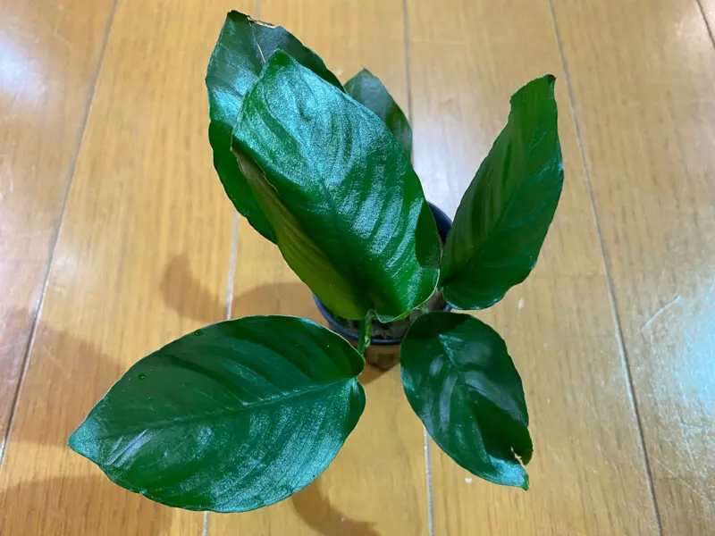 DOOA システムテラ30 レビュー テラリウムレイアウト - Aquarium Blog