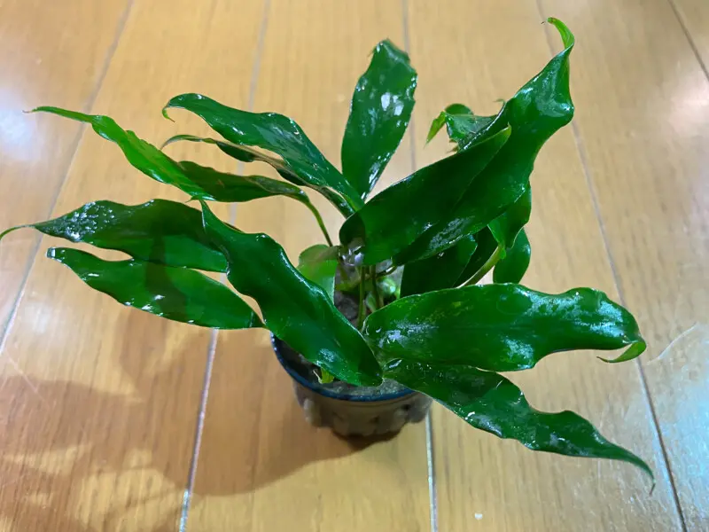 DOOA システムテラ30 レビュー テラリウムレイアウト - Aquarium Blog