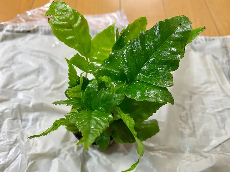 DOOA システムテラ30 レビュー テラリウムレイアウト - Aquarium Blog