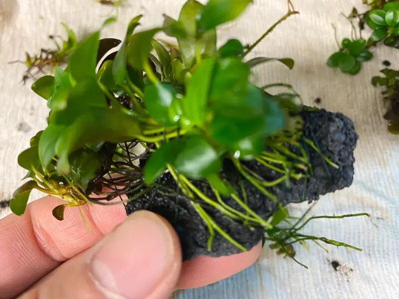 DOOA システムテラ30 レビュー テラリウムレイアウト - Aquarium Blog