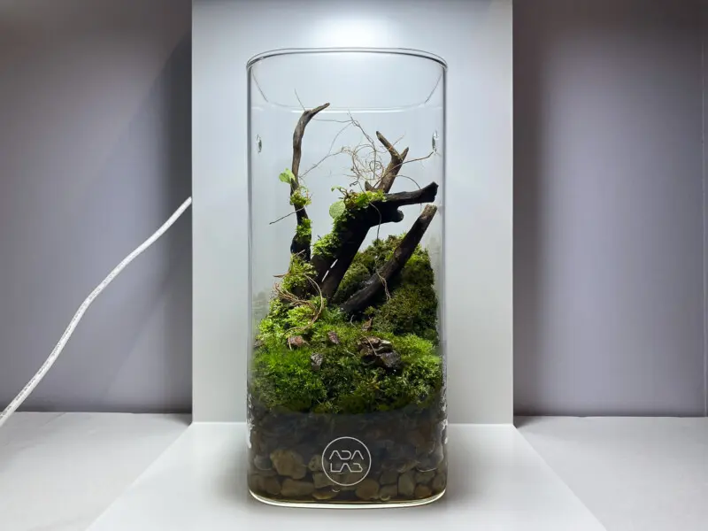 ガラスポットKAKU パルダリウムレイアウト 絡み合う流木編 - Aquarium Blog