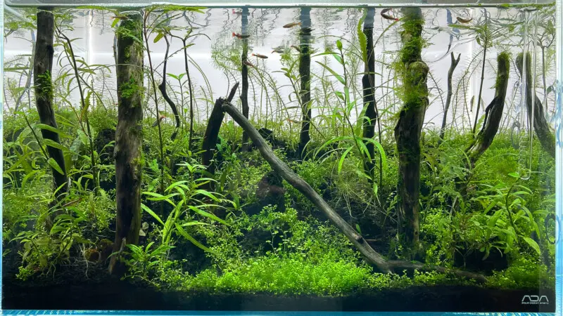 ADA ライトスクリーン60 レビュー！ - Aquarium Blog