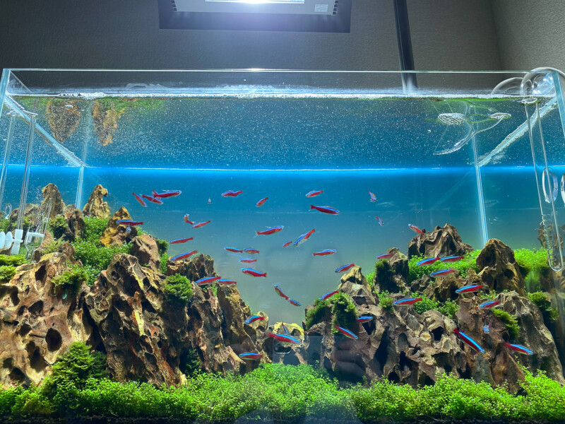 ada ADA 60cm水槽用 ライトスクリーン魚用品・水草