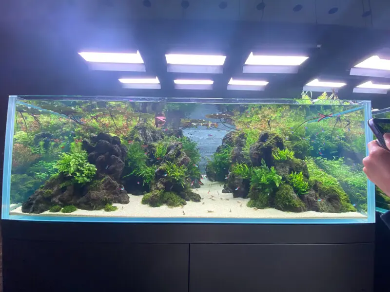 マー君☆ADA  Aqua Design Amano 龍王石セット ADA龍王石他60センチ水槽レイアウトセット