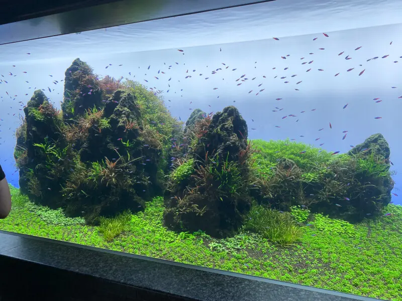 Photo 2023 6月 - Aquarium Blog