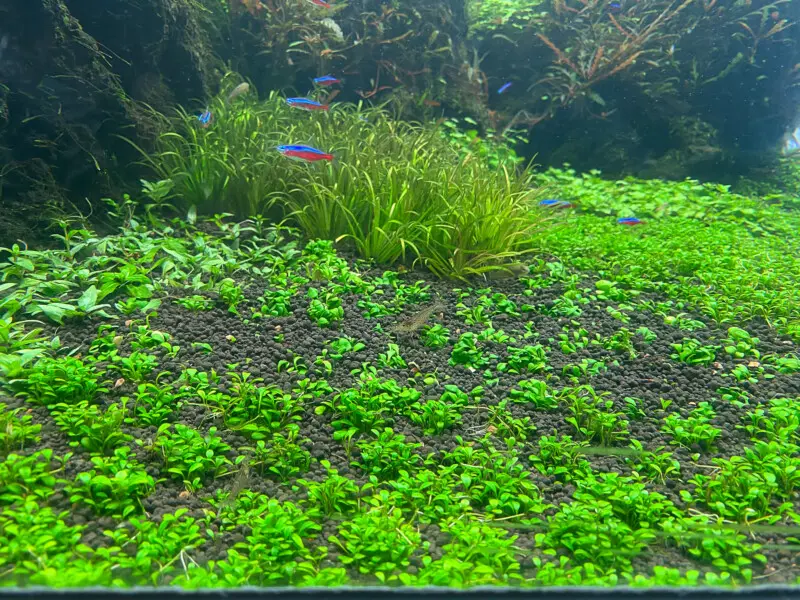 ゆき　雲山石　セット Photo 2023 6月 - Aquarium Blog
