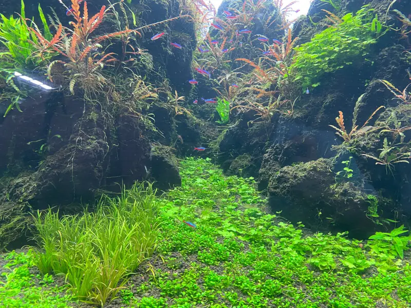 Photo 2023 6月 - Aquarium Blog