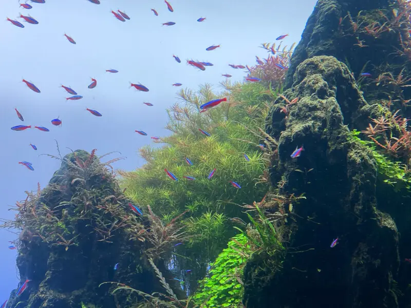 Photo 2023 6月 - Aquarium Blog